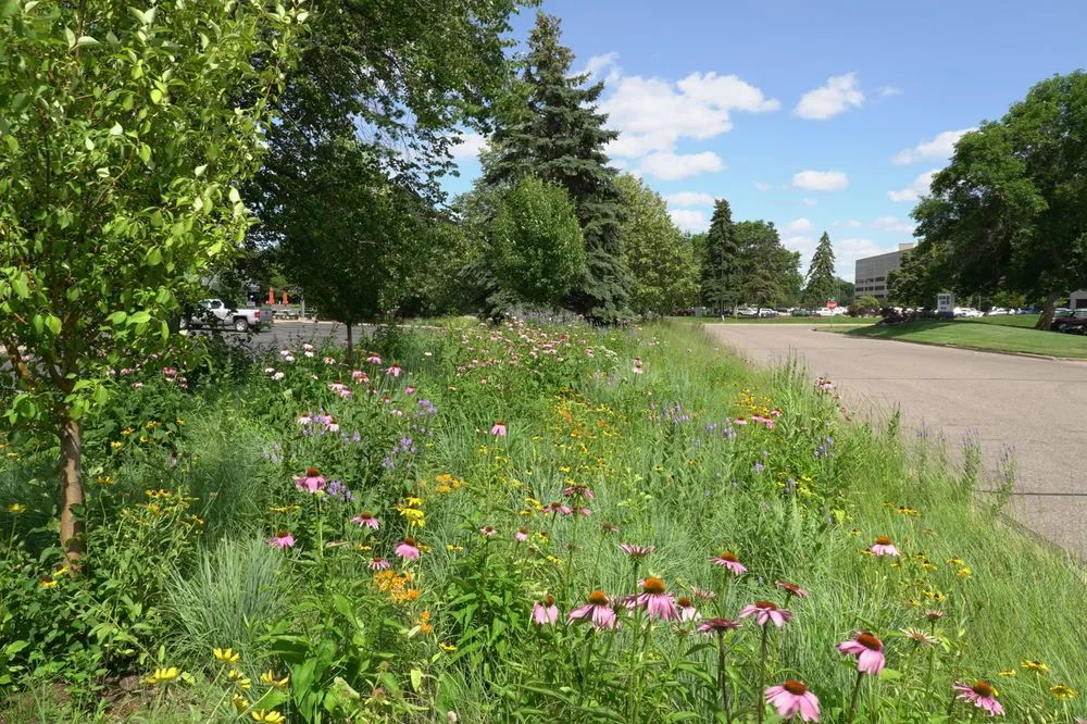 Reliable yard maintenance in Independence, MN - Natural Shore