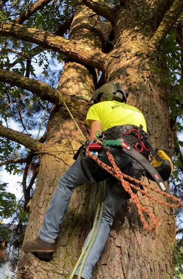 Reliable outdoor landscaping near you in Fort Smith, AR by Natural State Tree and Landscaping Service