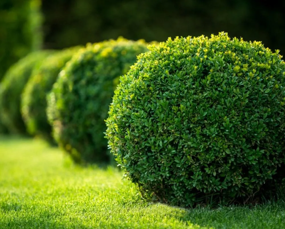 Professional lawn care service for residential properties in Fort Smith, AR by Natural State Tree and Landscaping Service