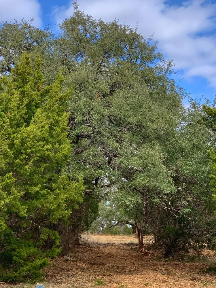 Professional lawn mowing service in Austin, TX by Natural Texas