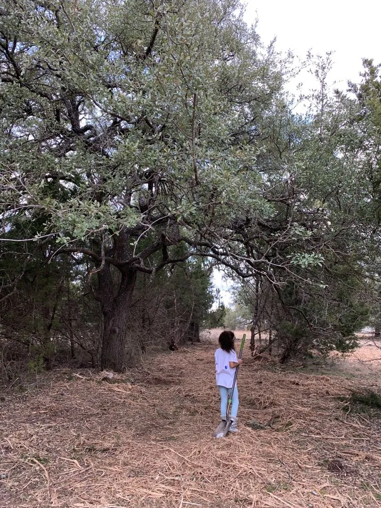 Professional landscape design in Austin, TX - Natural Texas