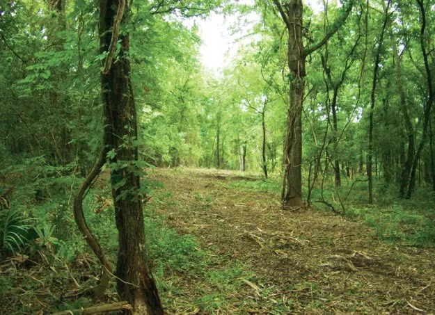 Top-rated residential landscaping in Austin, TX - Natural Texas