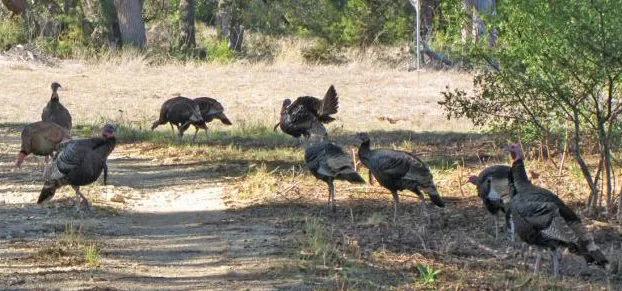 Trusted landscaping services experts serving Austin, TX - Natural Texas