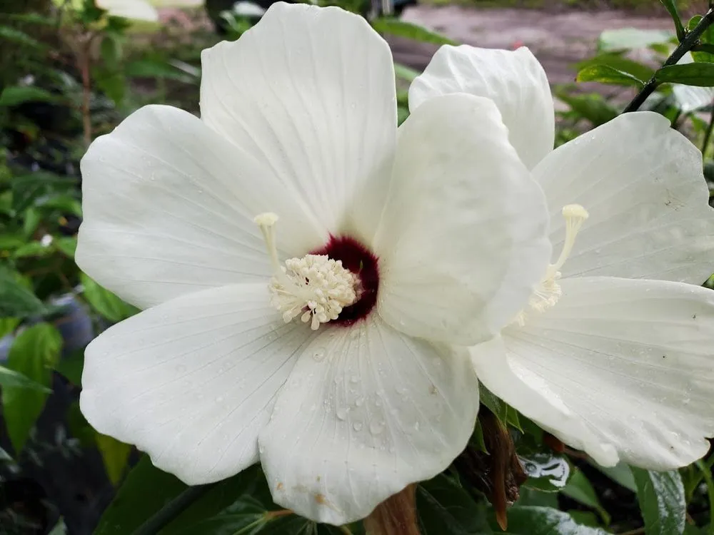 Top-rated lawn care service experts serving Trenton, FL - Natural Treasures Farm & Nursery