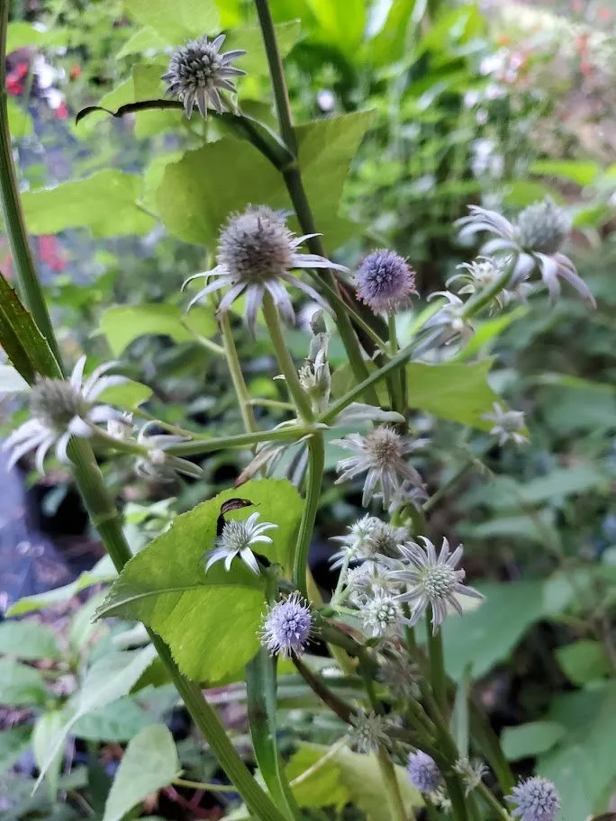 Professional residential landscaping for homes in Trenton, FL by Natural Treasures Farm & Nursery