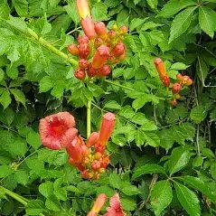 Expert lawn care service experts serving Trenton, FL - Natural Treasures Farm & Nursery