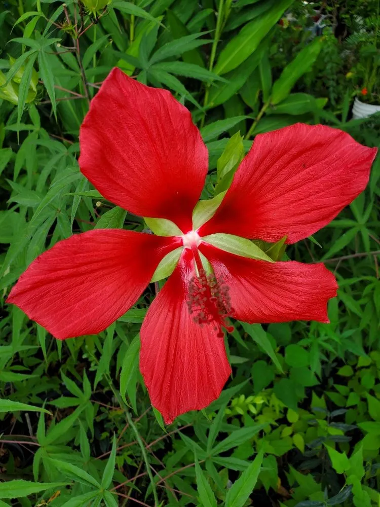 Reliable residential landscaping in Trenton, FL - Natural Treasures Farm & Nursery