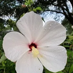 Top-rated landscaping services experts serving Trenton, FL - Natural Treasures Farm & Nursery