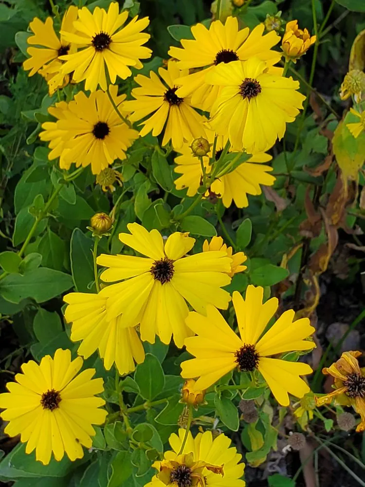 Local lawn mowing service experts serving Trenton, FL - Natural Treasures Farm & Nursery