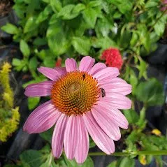 Local lawn mowing service for residential properties across Trenton, FL - Natural Treasures Farm & Nursery