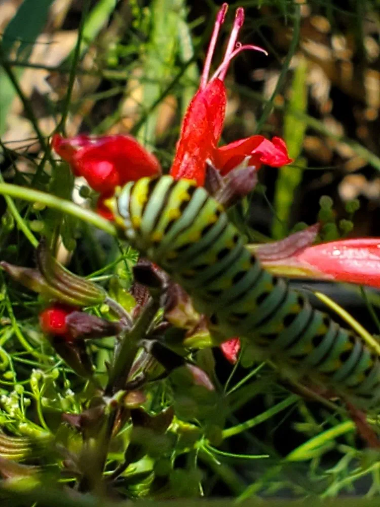 Affordable garden landscaping with custom design across Trenton, FL - Natural Treasures Farm & Nursery