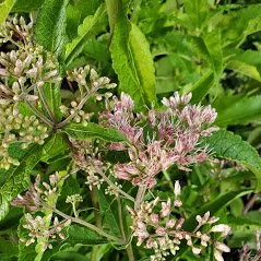 Expert lawn mowing service in Trenton, FL - Natural Treasures Farm & Nursery