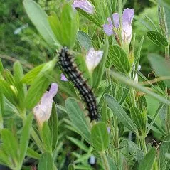 Expert yard cleanup service experts serving Trenton, FL - Natural Treasures Farm & Nursery