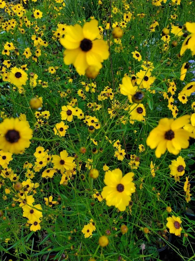 Expert lawn care service for beautiful yards in Trenton, FL by Natural Treasures Farm & Nursery