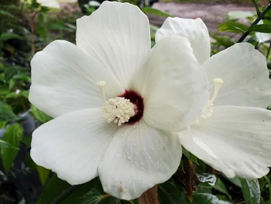 Natural Treasures Farm & Nursery