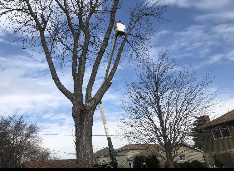 Trusted outdoor landscaping in Gilberts, IL - Natural Tree Service