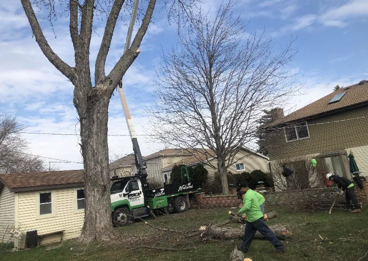 Expert yard cleanup service experts serving Gilberts, IL - Natural Tree Service