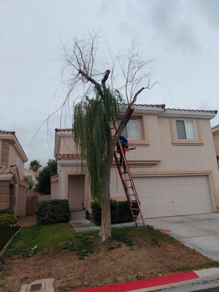 Trusted residential landscaping experts serving Las Vegas, NV - Natural Valle Verde Services