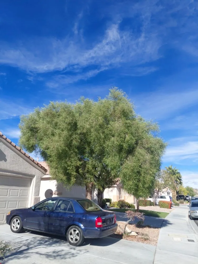 Local landscape installation experts serving Las Vegas, NV - Natural Valle Verde Services