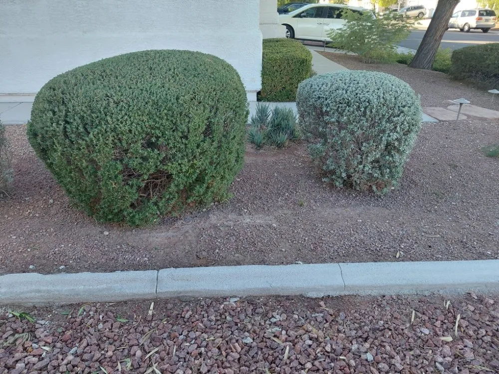 Local lawn care service in Las Vegas, NV by Natural Valle Verde Services