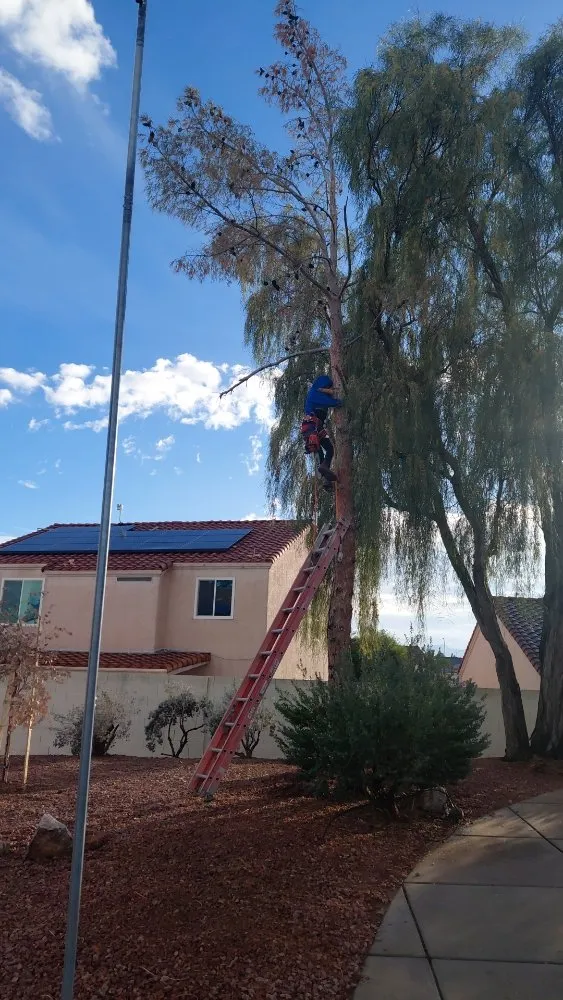 Professional lawn care service in Las Vegas, NV by Natural Valle Verde Services