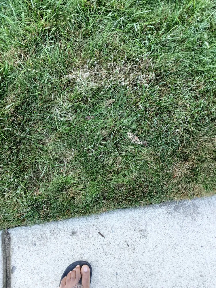 Expert landscaping services experts serving Farmington Hills, MI - Natural Way Lawn & Tree Service