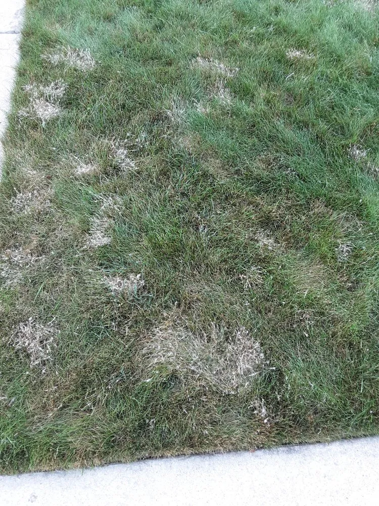 Top-rated residential landscaping for residential properties across Farmington Hills, MI - Natural Way Lawn & Tree Service