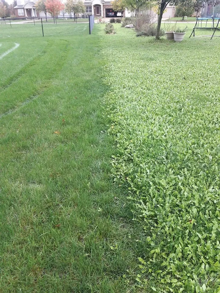 Reliable yard maintenance experts serving Lake Orion, MI - Natural Way Lawn & Tree Service