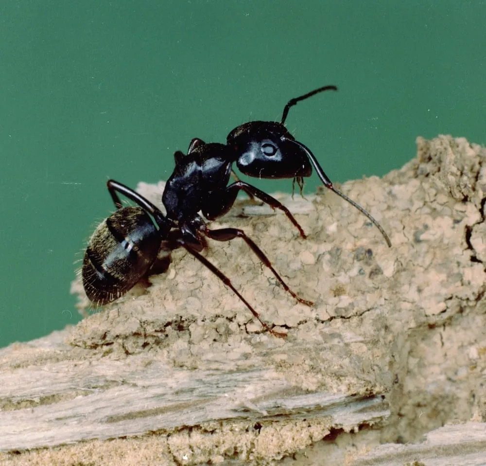 Professional residential landscaping for year-round maintenance in Lake Orion, MI by Natural Way Lawn & Tree Service