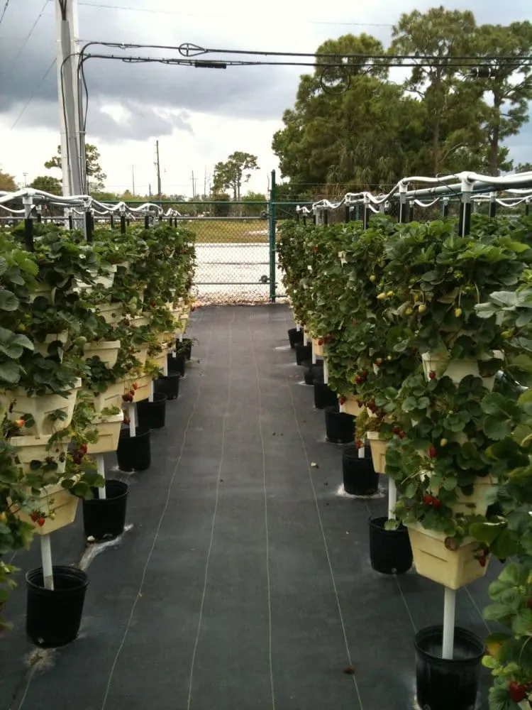 Affordable lawn mowing service in Parkland, FL by Natural Wonders Landscaping