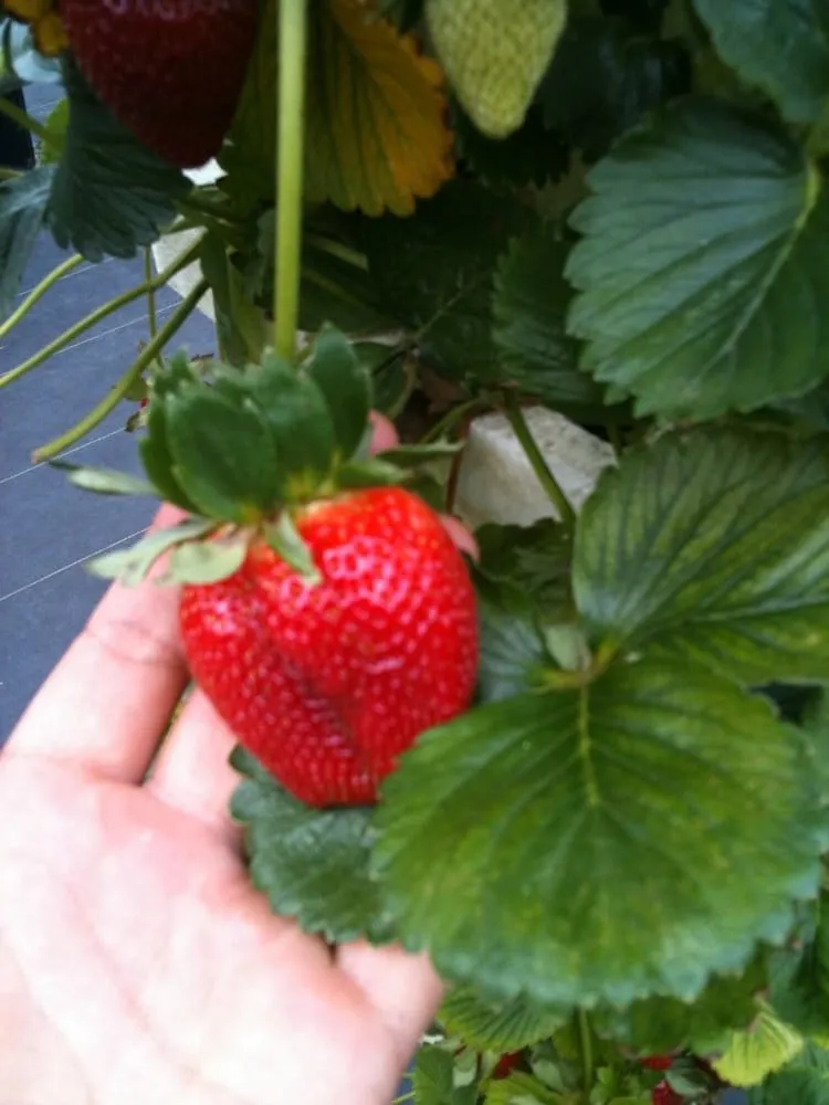 Affordable residential landscaping near you across Parkland, FL - Natural Wonders Landscaping