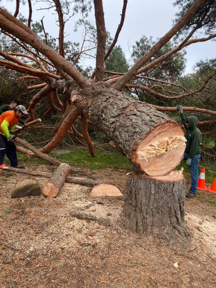 Local outdoor landscaping for outdoor upgrades in West Linn, OR by Natural Wonders Tree Service
