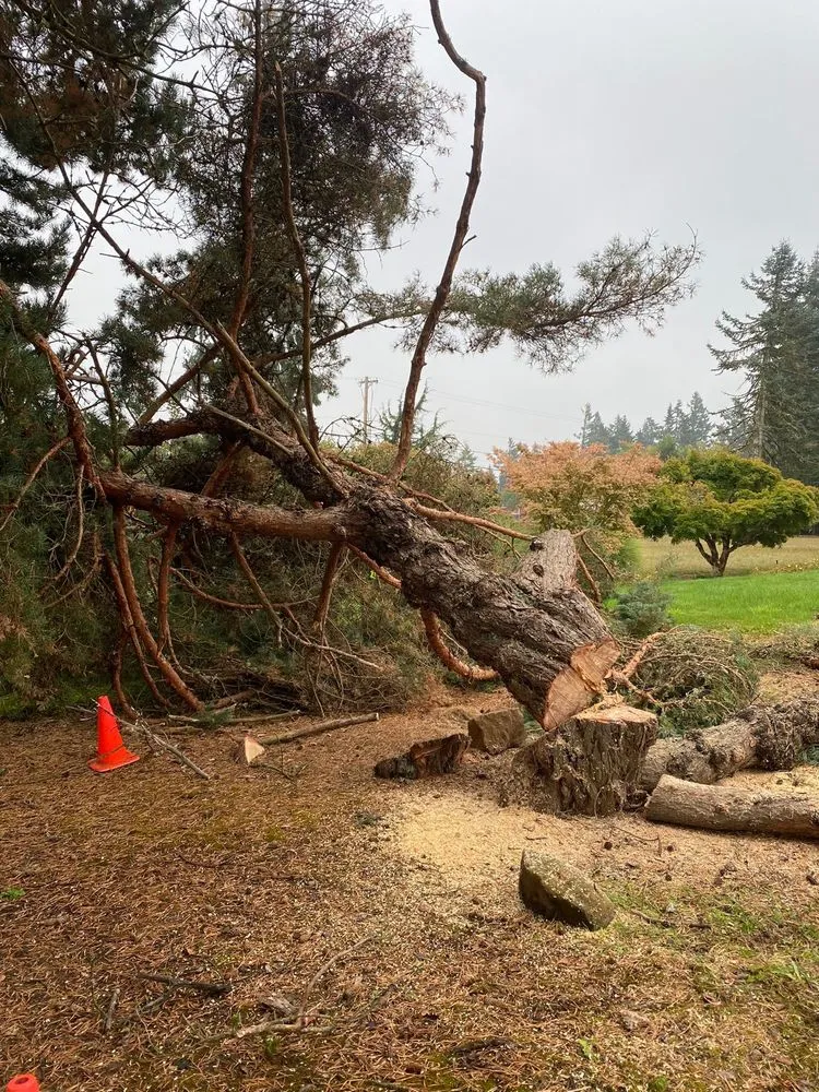 Professional yard cleanup service in West Linn, OR by Natural Wonders Tree Service