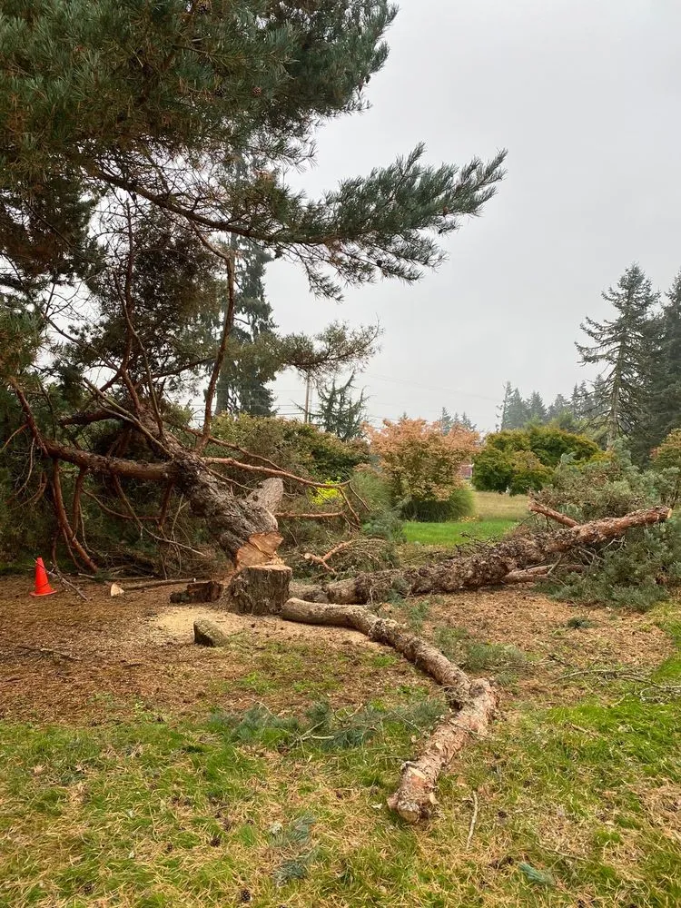 Top-rated landscape installation for beautiful yards in West Linn, OR by Natural Wonders Tree Service