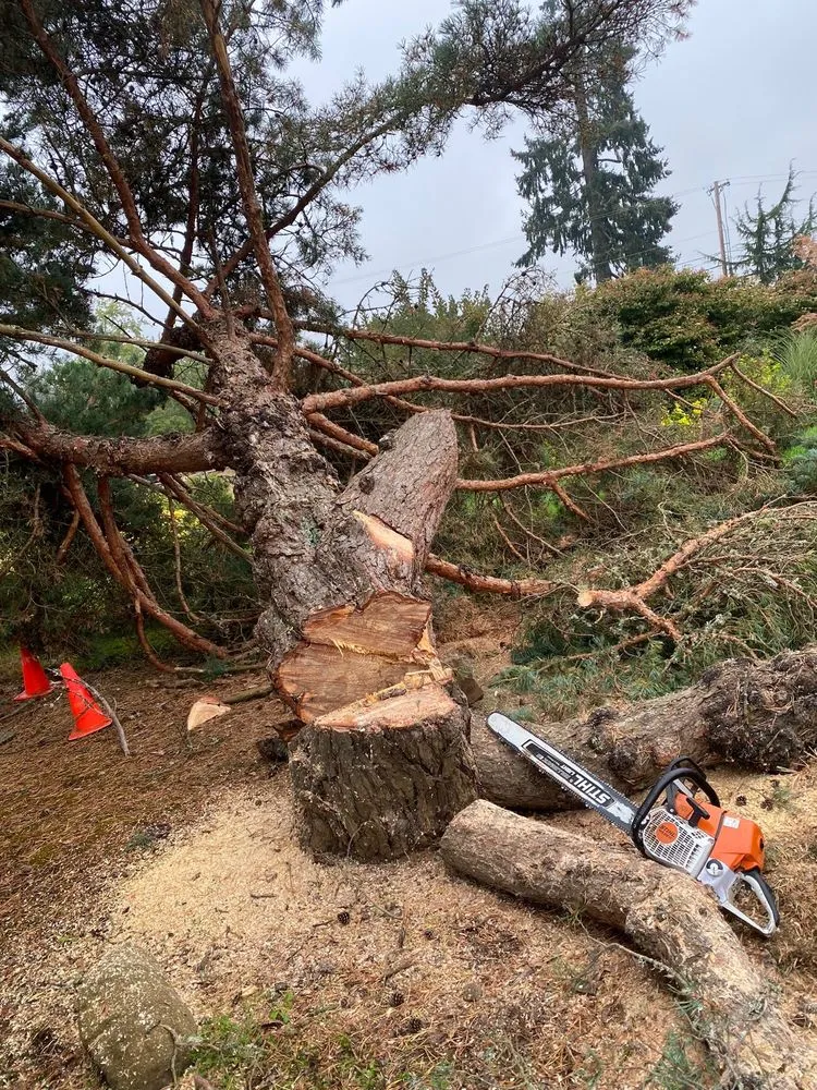 Affordable outdoor landscaping in West Linn, OR - Natural Wonders Tree Service