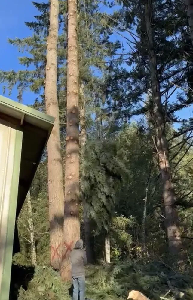 Expert yard cleanup service in West Linn, OR - Natural Wonders Tree Service