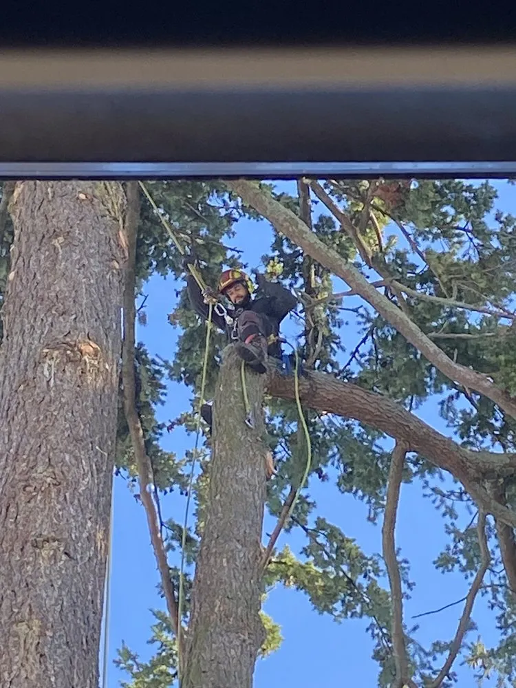 Trusted yard cleanup service experts serving West Linn, OR - Natural Wonders Tree Service