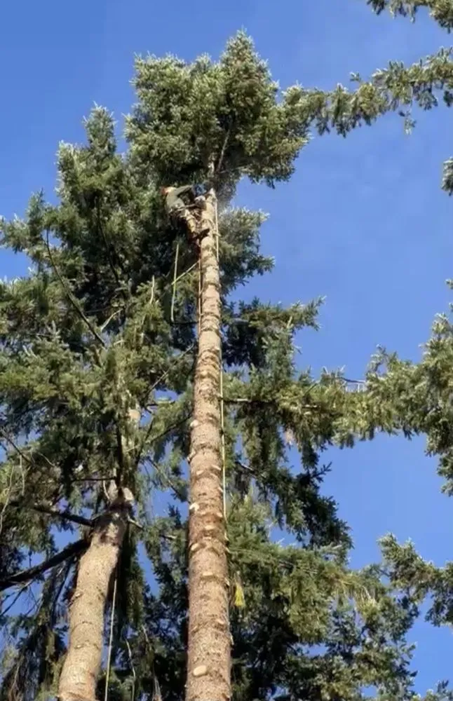 Custom landscape design in West Linn, OR by Natural Wonders Tree Service