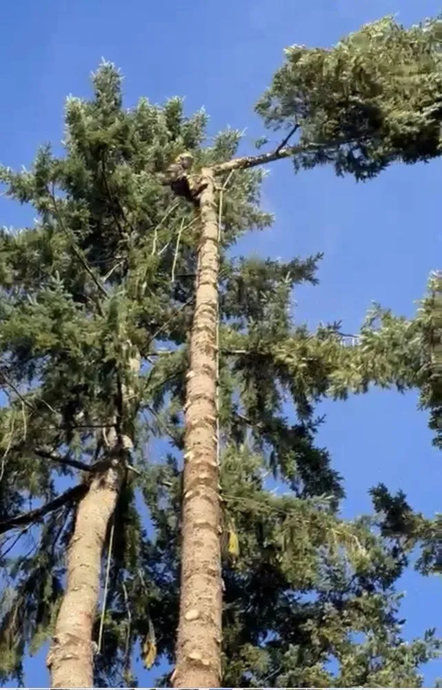 Trusted yard maintenance in West Linn, OR - Natural Wonders Tree Service