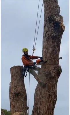 Natural Wonders Tree Service