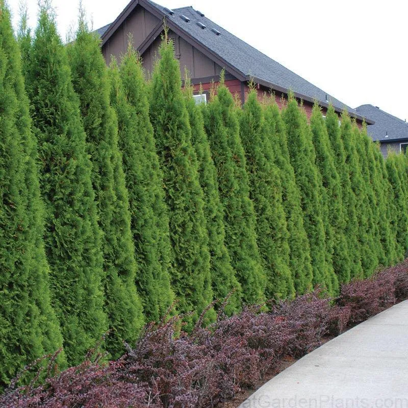 Custom yard cleanup service in Oswego, IL - Natural World Landscaping
