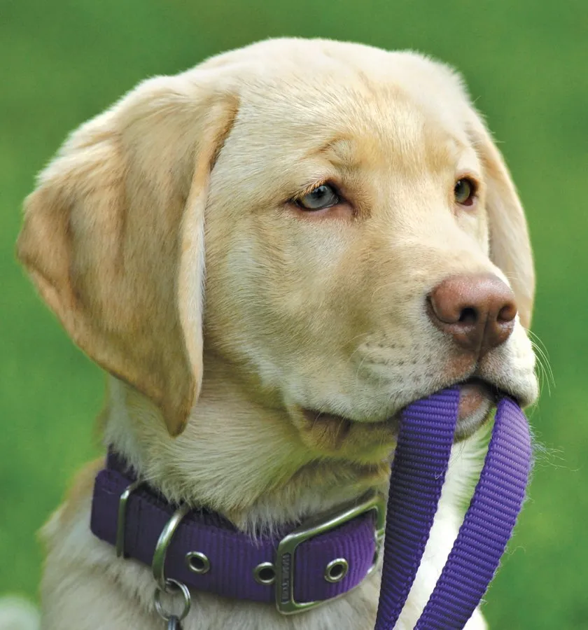 Custom yard maintenance for year-round maintenance across Bowie, MD - NaturaLawn of America