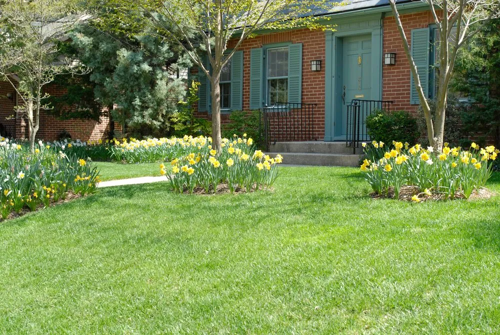 Professional yard cleanup service in Bowie, MD by NaturaLawn of America