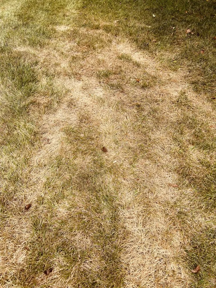 Expert landscaping services near you across Coatesville, PA - NaturaLawn of America