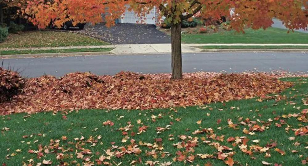 Professional lawn care service near you across East Dundee, IL - NaturaLawn of America