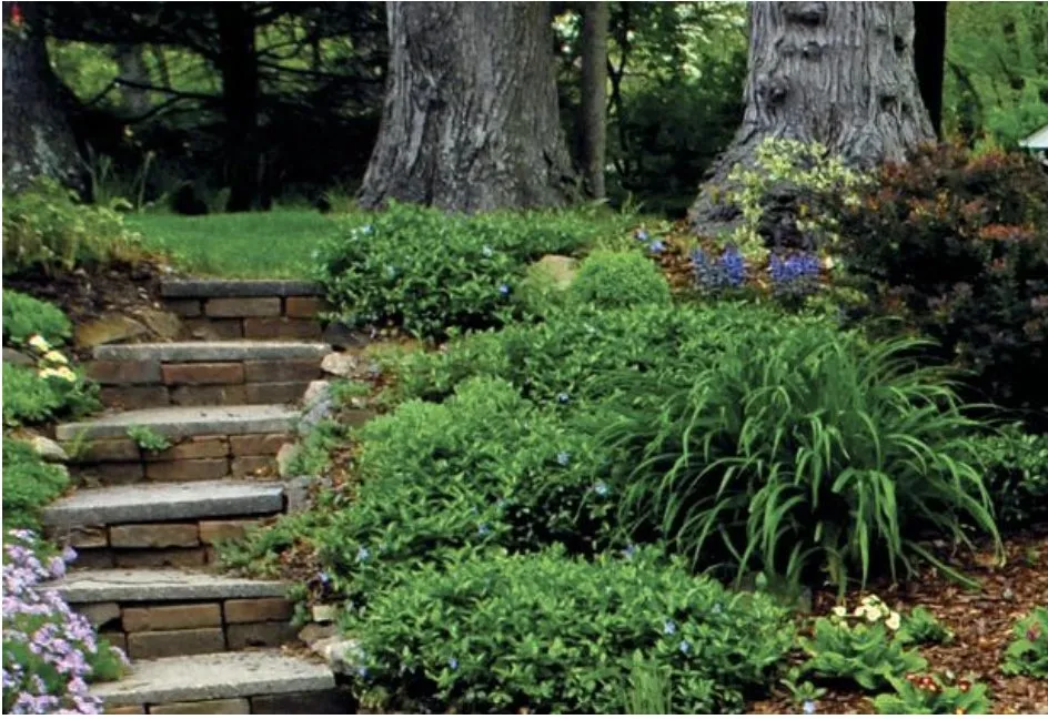 Top-rated yard cleanup service experts serving East Dundee, IL - NaturaLawn of America