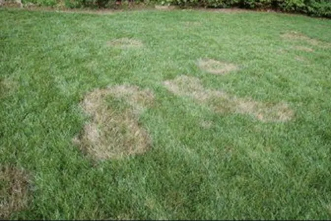 Affordable outdoor landscaping in East Dundee, IL by NaturaLawn of America