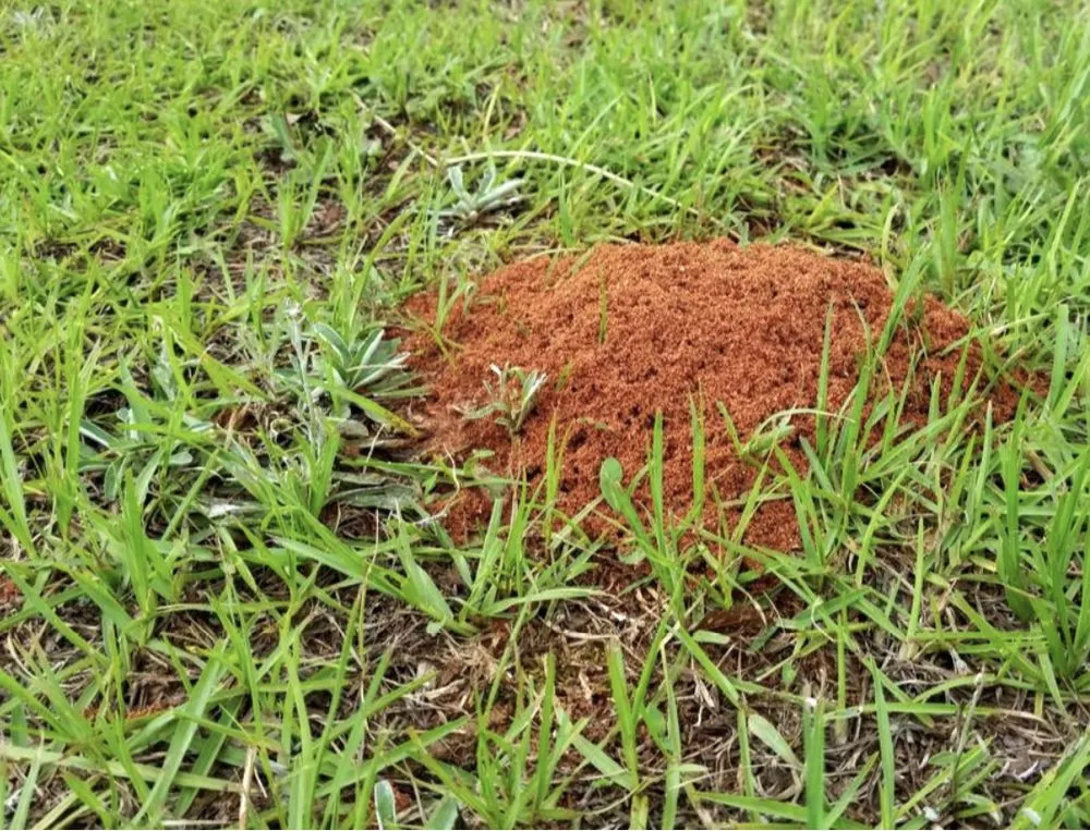 Top-rated yard maintenance experts serving East Dundee, IL - NaturaLawn of America