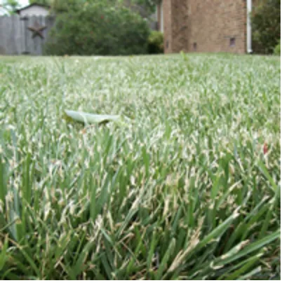 Trusted landscaping services experts serving East Dundee, IL - NaturaLawn of America