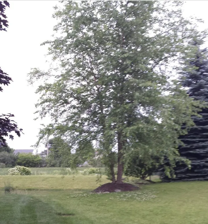 Affordable yard cleanup service in East Dundee, IL by NaturaLawn of America